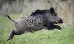 നിലമ്പൂരിൽ കാട്ടുപന്നിയെ വെടിവെച്ചു കൊല്ലുന്നവര്‍ക്ക് 1000 രൂപ സമ്മാനം,  നിബന്ധനകൾ ഇങ്ങനെ....