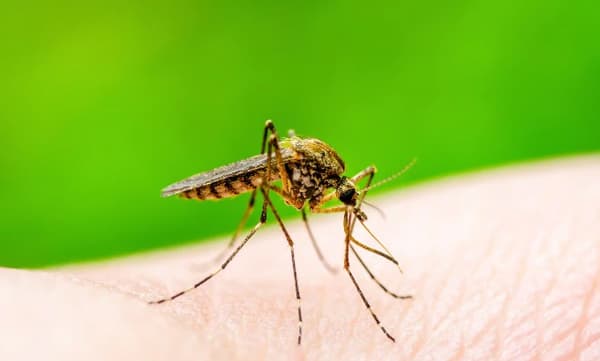 സെറോ ടൈപ്പ് - 2 ഡെങ്കി വൈറസ്; പതിനൊന്ന് സംസ്ഥാനങ്ങള്‍ക്കാണ് ജാഗ്രതാ നിര്‍ദ്ദേശം നല്‍കി കേന്ദ്രം