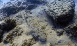 പിടിച്ചത് അബദ്ധമായി...  വലയില്‍ കുരുങ്ങിയ ഭീമന്‍ മത്സ്യത്തെ തിരികെ വിട്ട് മത്സ്യബന്ധന തൊഴിലാളികള്‍ 