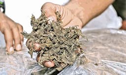 കഞ്ചിക്കോട് നിര്‍ത്താതെ പോയ കാര്‍ വാഹനങ്ങളിലിടിച്ചു; പരിശോധനയില്‍ പിടിച്ചെടുത്തത് 100 കിലോ കഞ്ചാവ്