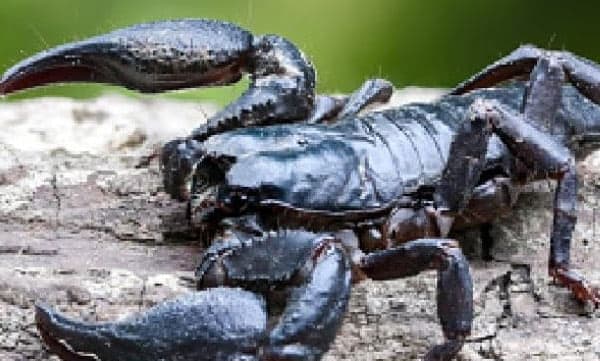 ഈജിപ്തില്‍ ആളെക്കൊല്ലി തേള്‍: 3പേര്‍ മരണമടഞ്ഞു, 450 പേര്‍ക്ക് പരിക്കേറ്റു

