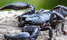 ഈജിപ്തില്‍ ആളെക്കൊല്ലി തേള്‍: 3പേര്‍ മരണമടഞ്ഞു, 450 പേര്‍ക്ക് പരിക്കേറ്റു

