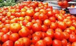 തക്കാളി വില തമിഴ്​നാട്ടിൽ കുത്തനെ കുറഞ്ഞു