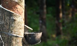 തുടര്‍ച്ചയായ മഴ, റബര്‍ കൃഷി കേരളം വിടുമോ ? ഗോവയി​ലേയ്ക്ക് പറിച്ചുനടാന്‍ റബര്‍ ബോര്‍ഡ്‌; കാലാവസ്‌ഥാ വ്യതിയാനം, ഇലപൊഴിച്ചിലും മരം ഉണങ്ങുന്നതും വ്യാപകം