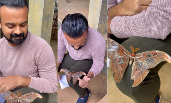 ഭീമന്റെ വഴിയിലൂടെ ഒരു ഭീമന്‍ ശലഭം; ലോകത്തിലെ ഏറ്റവും വലിയ നാഗശലഭം പറന്നിറങ്ങിയത് ചാക്കോച്ചന്റെ മടിയില്‍- വീഡിയോ