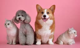 വളര്‍ത്തുമൃഗങ്ങളെ കേവലം വസ്തുക്കളെ പോലെ കണക്കാക്കാന്‍ സാധിക്കില്ല; മുന്നറിയിപ്പുമായി സ്‌പെയിന്‍