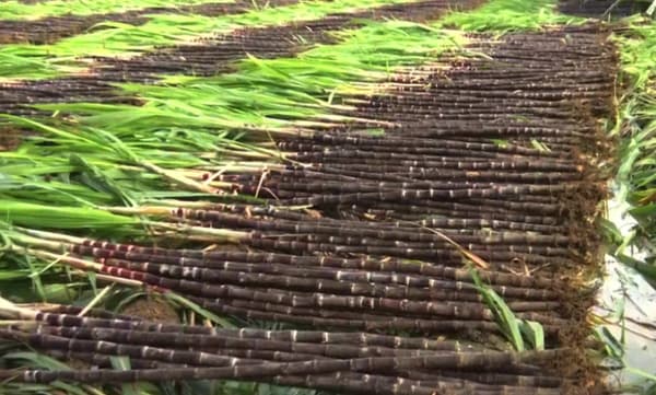 തമിഴ്നാട് സർക്കാരിന്റെ ‘പൊങ്കൽ പരിസ്’; ഇക്കുറിയും 21 കൂട്ടം സാധനങ്ങൾ 