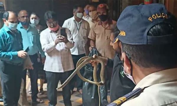 ബോംബെ ഹൈക്കോടതി ജഡ്ജിയുടെ ചേംബറില് കയറിയ പാമ്പിനെ പുറത്തെടുത്തു
