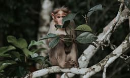 കാക്കക്കൂട്ടിൽ കൈയിട്ടു, മുട്ടകൾ പൊട്ടി; കുരങ്ങനെ​ ആ​‍ക്രമിച്ച് കാക്കക്കൂട്ടം 