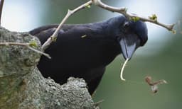 സിഗരറ്റ് കുറ്റി പെറുക്കാന്‍ കാക്കയെ പരിശീലിപ്പിച്ച്  സ്വീഡന്‍; കാക്കയെ ഉപയോഗിക്കുന്നത് ചെലവു ചുരുക്കലിന്റെ ഭാഗമായി