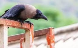 ഇങ്ങനെയും ചെലവുചുരുക്കൽ: സിഗരറ്റ് കുറ്റി പെറുക്കാൻ കാക്കയെ പരിശീലിപ്പിച്ച് സ്വീഡൻ