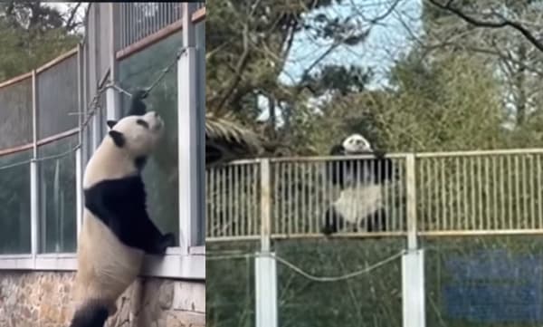 Screenshot: Youtube video