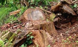 മുട്ടില്‍ മരംമുറി: റവന്യൂ വകുപ്പ് ഡെപ്യൂട്ടി സെക്രട്ടറിയായിരുന്ന ഒ.ജി ശാലിനിക്കെതിരായ പരാമര്‍ശം സര്‍ക്കാര്‍ ഒഴിവാക്കി