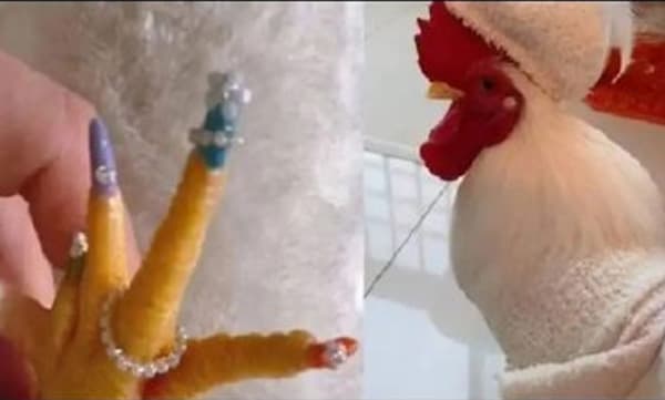 വളർത്തുകോഴിക്ക് പെഡിക്യൂർ, ചിത്രങ്ങൾ വൈറൽ, വിമർശനവും