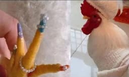 വളർത്തുകോഴിക്ക് പെഡിക്യൂർ, ചിത്രങ്ങൾ വൈറൽ, വിമർശനവും