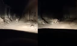 കാറിൽ സിംഹത്തെ പിന്തുടർന്ന് ഭയപ്പെടുത്തുന്ന മനുഷ്യൻ; വീഡിയോ