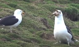 മാളത്തിൽ നിന്നും വലിച്ചു പുറത്തിട്ട മുയലിനെ കടൽകാക്ക ഒന്നോടെ വിഴുങ്ങി; വീഡിയോ

