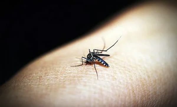 അടുത്ത മഹാമാരി പ്രാണികളില്‍ നിന്ന്; മുന്നറിയിപ്പുമായി ലോകാരോഗ്യ സംഘടന