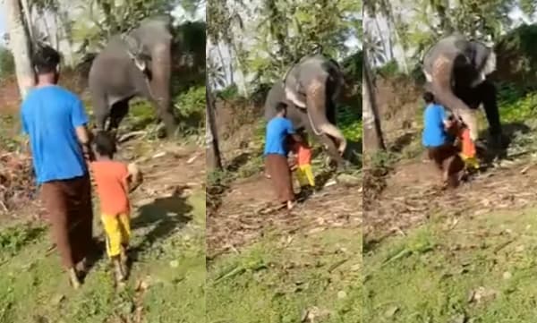 Elephant became wild (Image Source: Instagram)