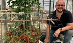 ഒറ്റ തണ്ടിൽ 1,269 തക്കാളികൾ; തകർത്തത് സ്വന്തം റെക്കോർഡ്