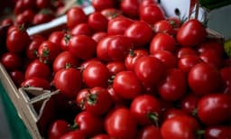 തക്കാളിയെ തൊട്ടാല്‍ കൈ പൊളളും; വിപണിയില്‍ തക്കാളി വില സെഞ്ചുറിയിലേക്
