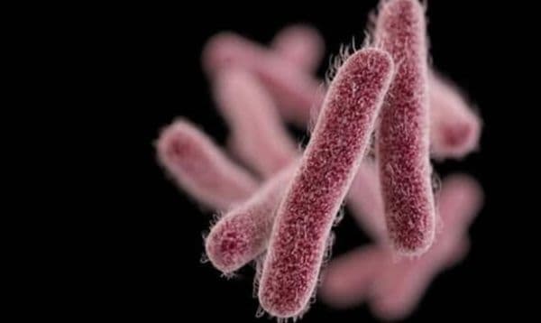 ആശങ്ക പരത്തി ഷിഗെല്ല വ്യാപനം; കാസർഗോഡ് ജാഗ്രത കടുപ്പിച്ചു 