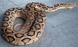 സ്‌കൂള്‍ വാനില്‍ നിന്നിറങ്ങുന്നതിനിടെ  വിദ്യാര്‍ഥിയെ അണലി കടിച്ചു