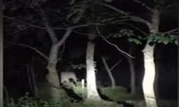 പാലക്കാട് ധോണിയില്‍ വീണ്ടും 'പി.ടി7' ഇറങ്ങി