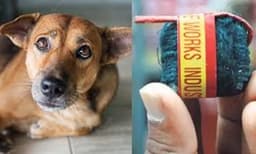 ദയയില്ലാത്തവര്‍ വായില്‍ ഗുണ്ടുവെച്ച് പൊട്ടിച്ചു ; പല്ലുകളും കവിളും നാവും തകര്‍ന്ന നിലയില്‍ തെരുവ് നായ