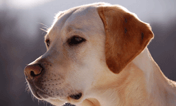 വീട്ടില്‍ ഒരു വളര്‍ത്തുമൃഗം ഉണ്ടോ? നിങ്ങള്‍ക്ക് ലഭിക്കുന്നത് ഈ ആരോഗ്യഗുണങ്ങളെന്ന് പഠനം 
