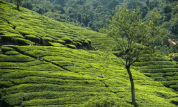 52 സുപ്രധാന ടൂറിസം കേന്ദ്രത്തില്‍ കേരളവും ; നിര്‍ബ്ബന്ധമായും കണ്ടിരിക്കേണ്ട സ്ഥലമെന്ന് ന്യൂയോര്‍ക്ക് ടൈംസ് 