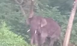 
പിടി7 വീണ്ടുമെത്തി; മയക്കുവെടിവച്ച് പിടികൂടാന്‍ ശ്രമം