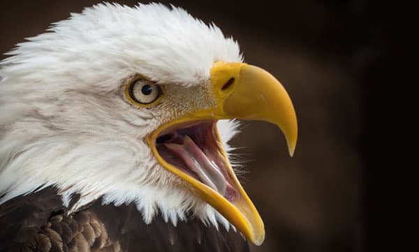 ആക്രമിക്കാന്‍ കാത്തിരിക്കുന്ന ഏഴ് പരുന്തുകള്‍, തലയിലും കണ്ണിലും കൊത്തും, പുറത്തിറങ്ങാനാകാതെ ഒരു ​‍​‍ഗ്രാമം
