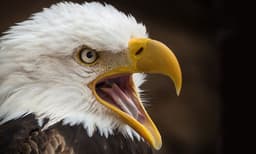 ആക്രമിക്കാന്‍ കാത്തിരിക്കുന്ന ഏഴ് പരുന്തുകള്‍, തലയിലും കണ്ണിലും കൊത്തും, പുറത്തിറങ്ങാനാകാതെ ഒരു ​‍​‍ഗ്രാമം