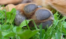 ഓമനിച്ചു വളര്‍ത്തിയ വളര്‍ത്ത് നായ, കുടുംബത്തിലെ മൂന്നുമാസമുളള കുഞ്ഞിന്റെ ജീവനെടുത്തു