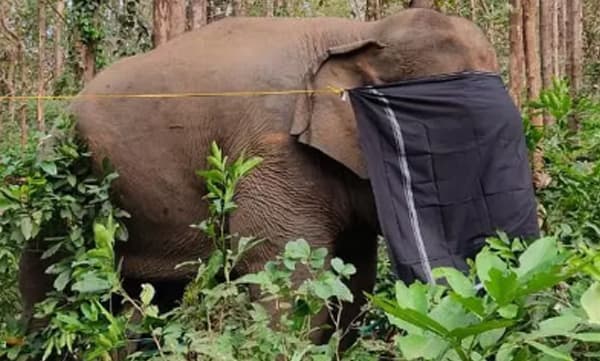 പിടി 7ന്റെ ശരിരത്തില്‍ 15-ാളം പെല്ലറ്റുകള്‍; നാടന്‍ തോക്കില്‍ നിന്ന് വെടിയേറ്റതെന്ന് സംശയം,  നീക്കം ചെയ്ത് വനപാലകര്‍ 