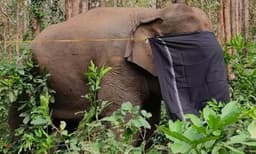 പിടി 7ന്റെ ശരിരത്തില്‍ 15-ാളം പെല്ലറ്റുകള്‍; നാടന്‍ തോക്കില്‍ നിന്ന് വെടിയേറ്റതെന്ന് സംശയം,  നീക്കം ചെയ്ത് വനപാലകര്‍ 