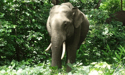 തിന്നുന്നെങ്കില്‍ ആന്റണിയുടെ കടയിലെ അരി തന്നെ മതി, ആനയ്ക്ക് വാശി  ; ഒരു വര്‍ഷത്തിനിടെ റേഷന്‍കടയില്‍ 'അരികൊമ്പ'ന്റെ ആക്രമണം 11 ാം തവണ