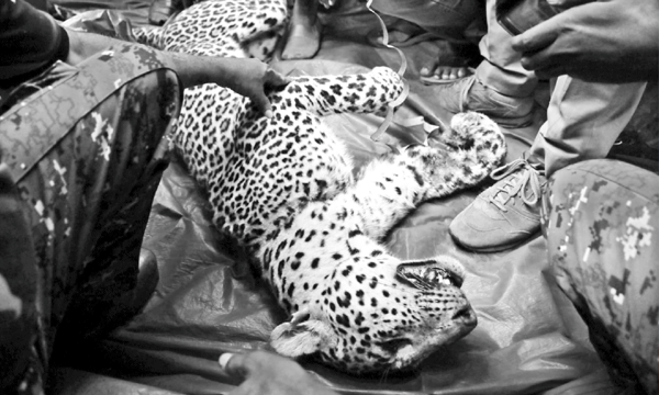 വീട്ടുവളപ്പിലെ കോഴിക്കൂട്ടില്‍ കൈ കുടുങ്ങി പുള്ളിപ്പുലി ചത്തു ; പുറത്തുകടക്കാനുള്ള വെപ്രാളത്തിനിടെ ആറുമണിക്കൂറോളം വലക്കണ്ണിയില്‍ തൂങ്ങിക്കിടന്നു;  വേദനസഹിച്ച് ഒടുവില്‍ മരണം...!!