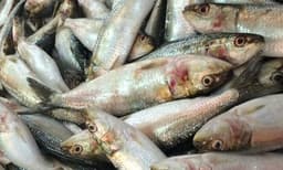 പൊങ്ങട്ടെ ഹൈലസ...വല ഉയര്‍ത്താനാവാത്ത വിധം മത്തിക്കൂട്ടം