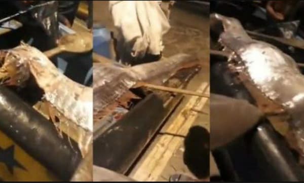ഓര്‍മത്സ്യം തീരത്തടിഞ്ഞു ; ഇതിന് പിന്നിലെ കാരണം നിഗൂഢം ;  പ്രകൃതി ദുരന്തങ്ങളുടെ സൂചനയോയെന്ന ആശങ്കയില്‍ നാട്ടുകാര്‍