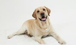 ഈ മിണ്ടാപ്രാണിയോട് എന്തിനീ ക്രൂരത .. നായകുട്ടിയെ ഉപദ്രവിച്ച് യുവതിയും യുവാവും ; വീഡിയോ