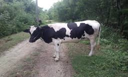 കുത്താന്‍ വന്ന പശുവിനെ കണ്ട് പേടിച്ചോടി; അമ്മയും പിഞ്ചു കുഞ്ഞും കിണറ്റില്‍ വീണു