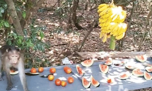 വാനരര്‍ക്ക് ഭക്ഷണം വിളമ്പാന്‍ ഇടമൊരുക്കി നാഗാലയം കമ്മിറ്റി 