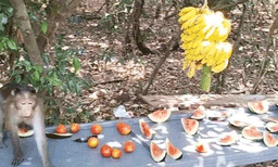 വാനരര്‍ക്ക് ഭക്ഷണം വിളമ്പാന്‍ ഇടമൊരുക്കി നാഗാലയം കമ്മിറ്റി 