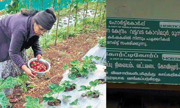 കൃഷിമന്ത്രിയുടെ വാഗ്ദാനം പാഴായി; 'പണം ഇല്ലെങ്കിൽ പച്ചക്കറിയുമില്ല', ഹോർട്ടികോർപ്പിനെ ഒഴിവാക്കി വട്ടവടയിലെ കർഷകർ