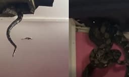 സീലിങ്ങില്‍ പതിവായി അസാധാരണ ശബ്ദം ;  സംഭവം എന്താണെന്നറിഞ്ഞപ്പോള്‍ വീട്ടുകാര്‍ ഞെട്ടി - വീഡിയോ 