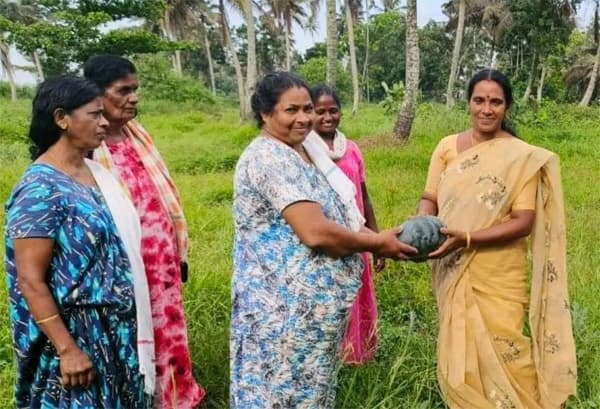 കുട്ടനാട്ടിലും തണ്ണീര്‍മത്തന്‍ ദിനങ്ങള്‍; പരീക്ഷണ വിജയം നേടിയത് വെളിയനാട്ടെ ഒന്നാം വാര്‍ഡ് കുടുംബശ്രീ അംഗങ്ങള്‍
