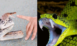 ഇന്ത്യയില്‍ വര്‍ഷംതോറും പാമ്പുകടിയേറ്റ് മരിക്കുന്നവര്‍ എത്രയാണെന്നറിഞ്ഞാല്‍ ഞെട്ടും; കൂടുതല്‍ മരണത്തിന് ഇരയാകുന്നത് പാവപ്പെട്ടവര്‍