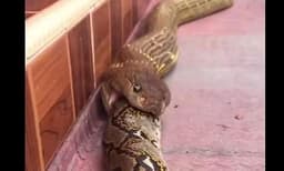 പെരുമ്പാമ്പിനെ വിഴുങ്ങി രാജവെമ്പാല: അതിശയിപ്പിക്കുന്ന വീഡിയോ